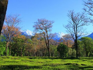 tea-garden-near-blisspalampur