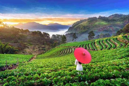 Palampur_tea garden